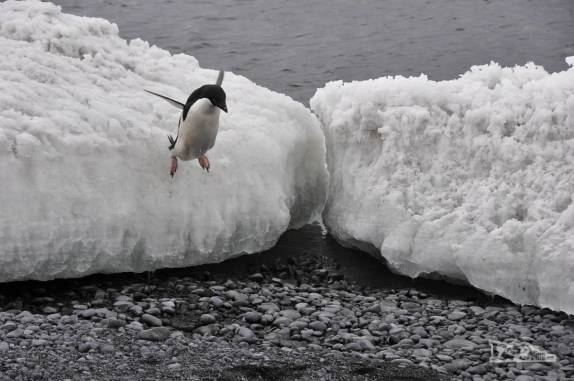 Pinguim adelie demonstra habilidade ao saltar de bloco de gelo na praia de Brown Bluff, na Antártida